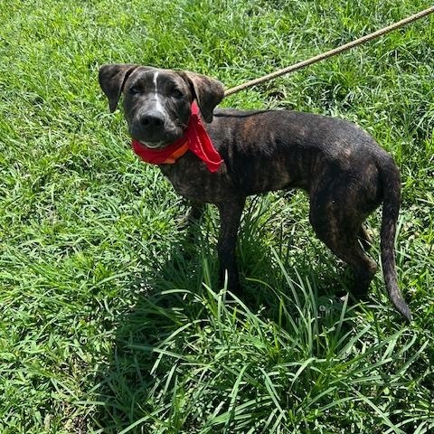 Enlarge SAMANTHA, a Adoptable mixed breed in Chicopee, MA image 2/5