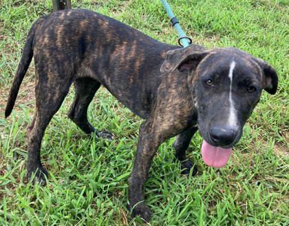 Enlarge SAMANTHA, a Adoptable mixed breed in Chicopee, MA image 3/5