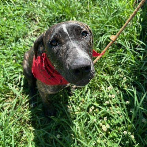 Enlarge SAMANTHA, a Adoptable mixed breed in Chicopee, MA image 4/5