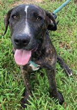 SAMANTHA, Adoptable, Young Female Labrador Retriever & Catahoula Leopard Dog.