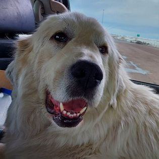 Babe, Adopted, Adult Female Great Pyrenees.