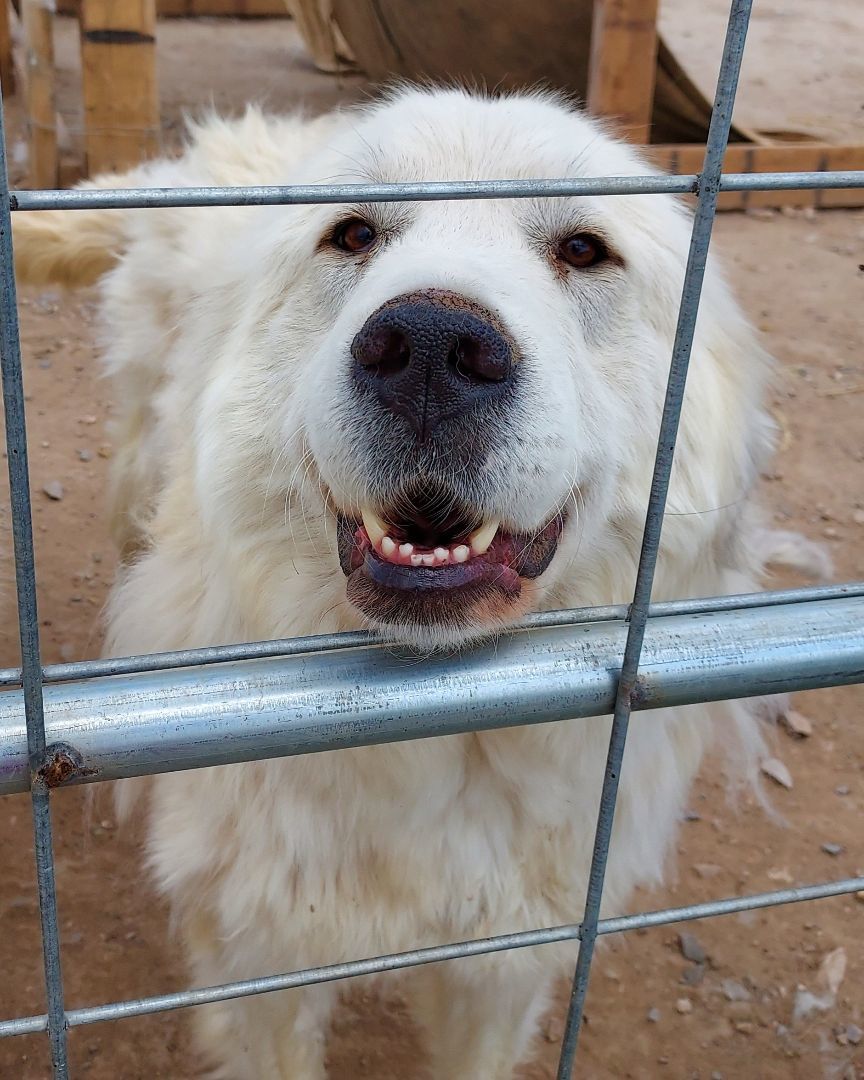 Babe, a Adopted Great Pyrenees in GUERNSEY, WY image 2/3