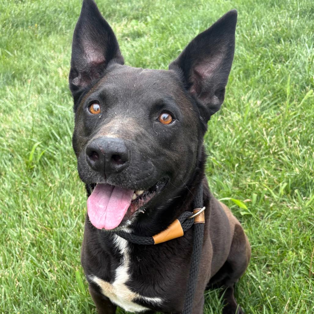 Enlarge Gus, a Adoptable mixed breed in St Joseph, MO image 1/3