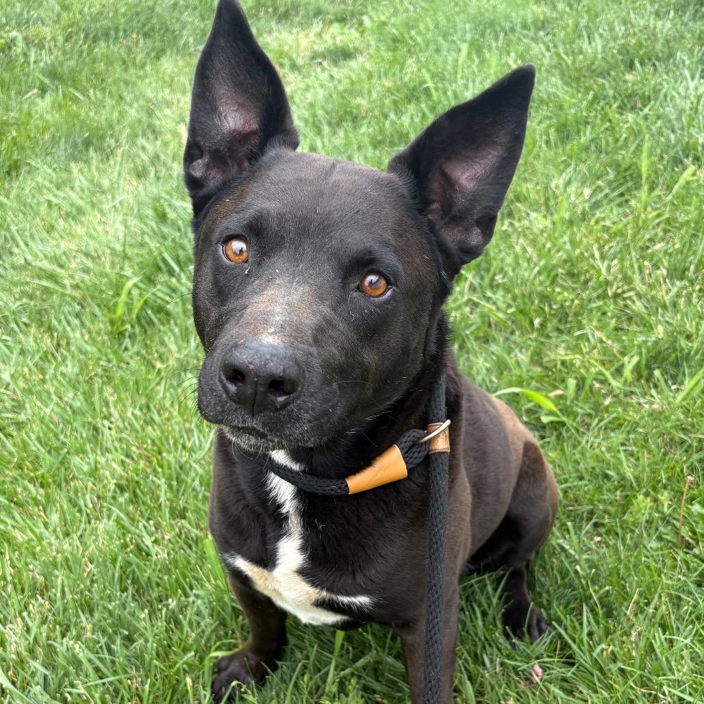 Enlarge Gus, a Adoptable mixed breed in St Joseph, MO image 2/3