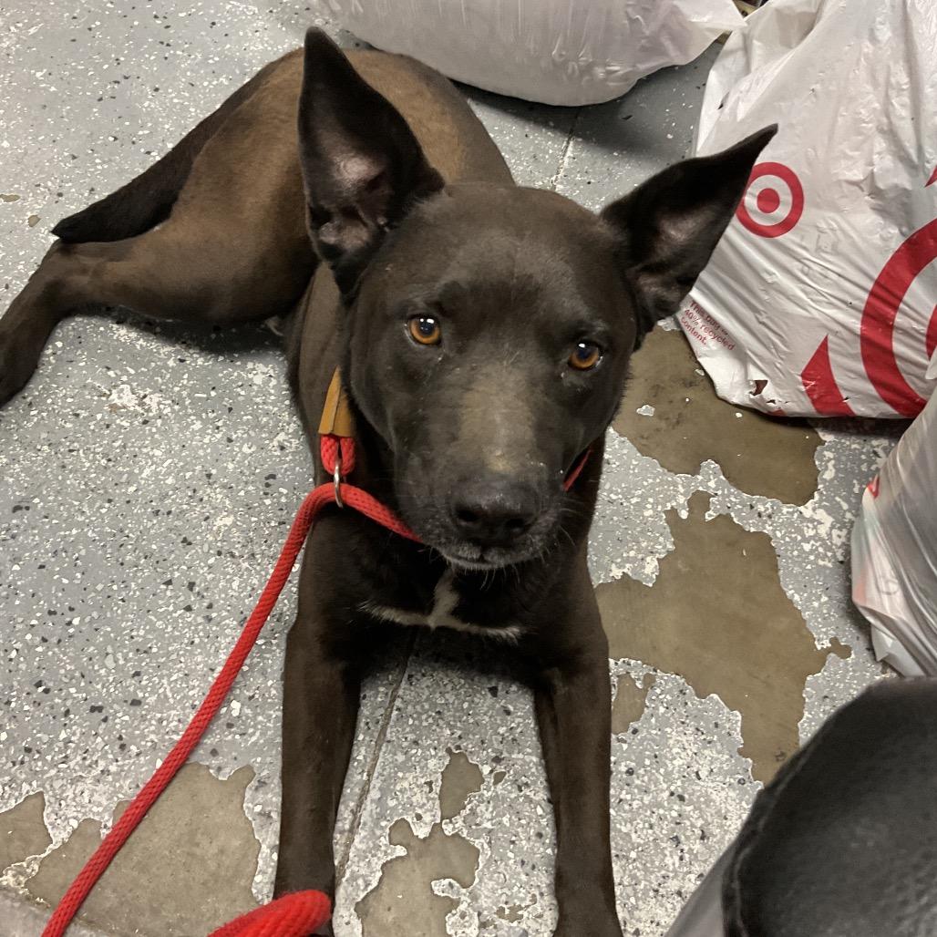 Enlarge Gus, a Adoptable mixed breed in St Joseph, MO image 3/3