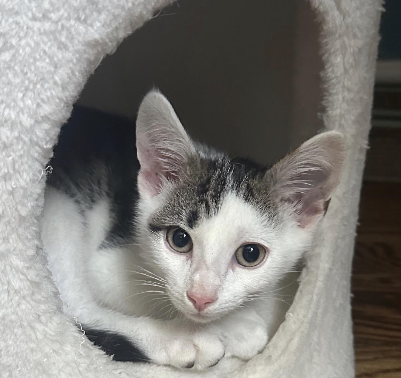 Magic Marker, a Adoptable mixed breed in Richmond, VA image 1/3