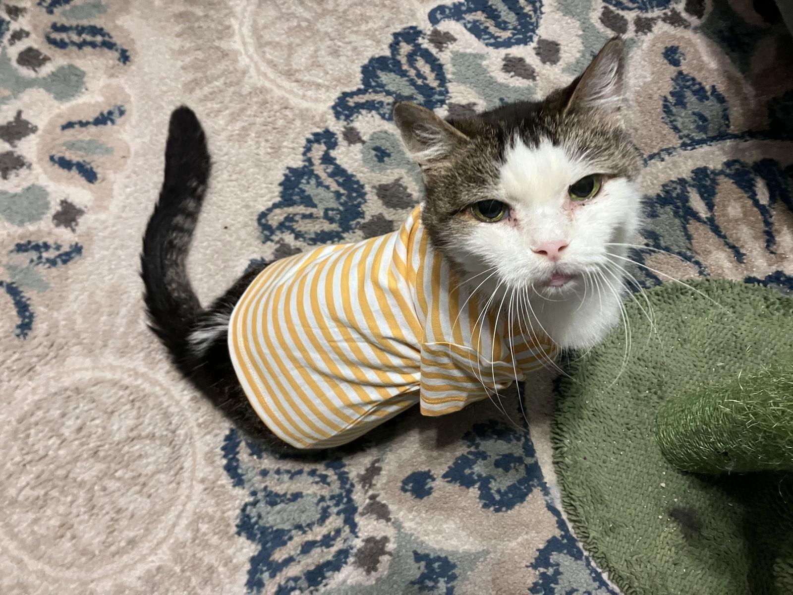 Enlarge Princess (FIV+), a Adoptable mixed breed in Williamsburg, IA image 1/3