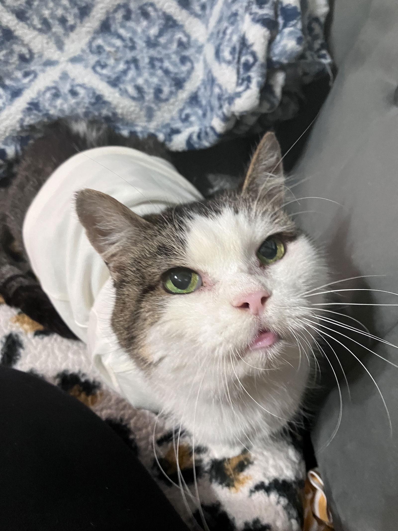 Enlarge Princess (FIV+), a Adoptable mixed breed in Williamsburg, IA image 2/3