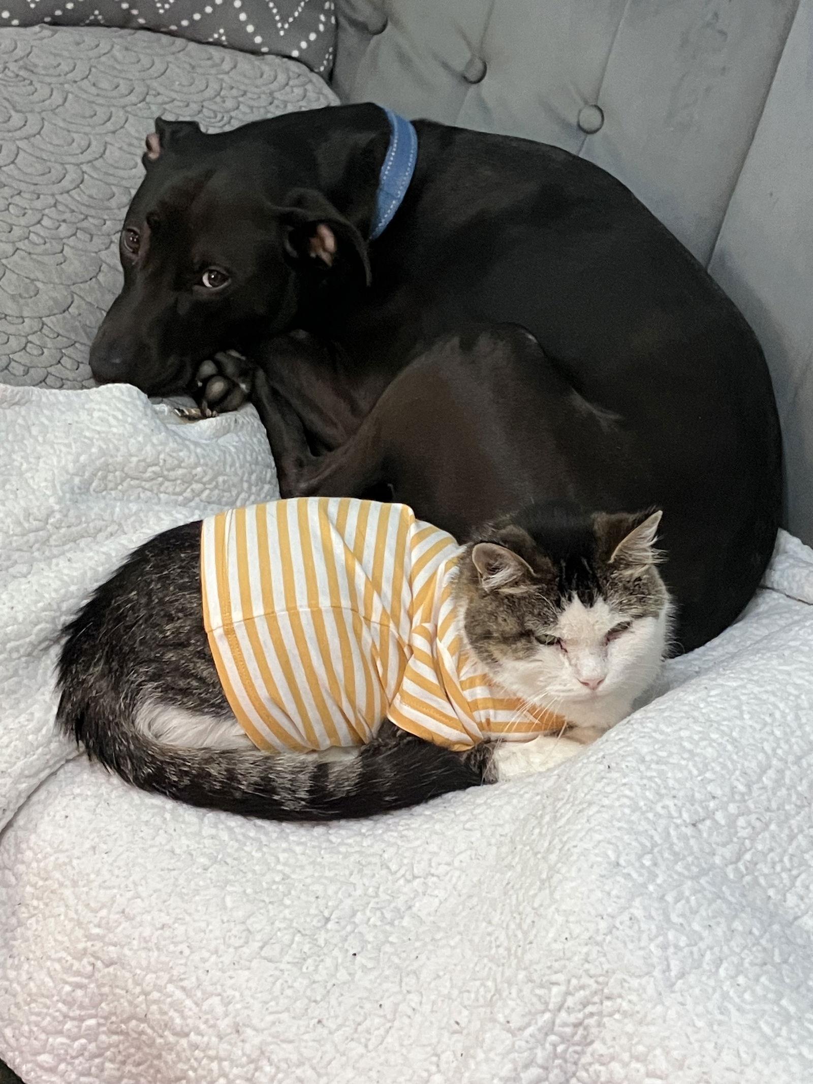 Enlarge Princess (FIV+), a Adoptable mixed breed in Williamsburg, IA image 3/3