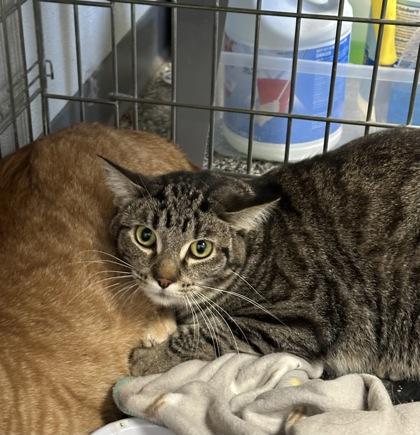 Elizabeth, Adoptable, Adult Female Domestic Short Hair & Domestic Short Hair.