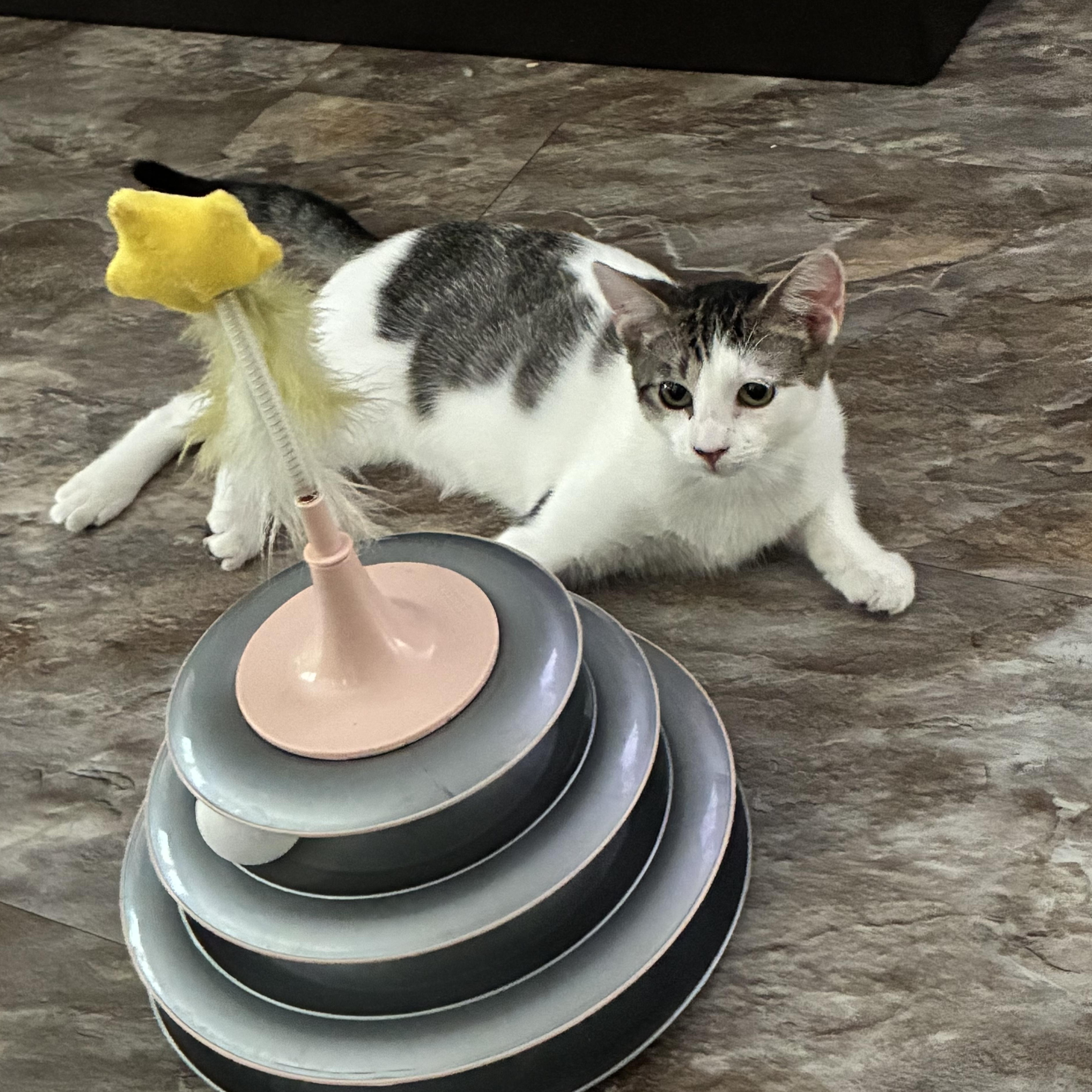 Sasha, ADOPTABLE, Kitten Female Domestic Short Hair & Tabby.