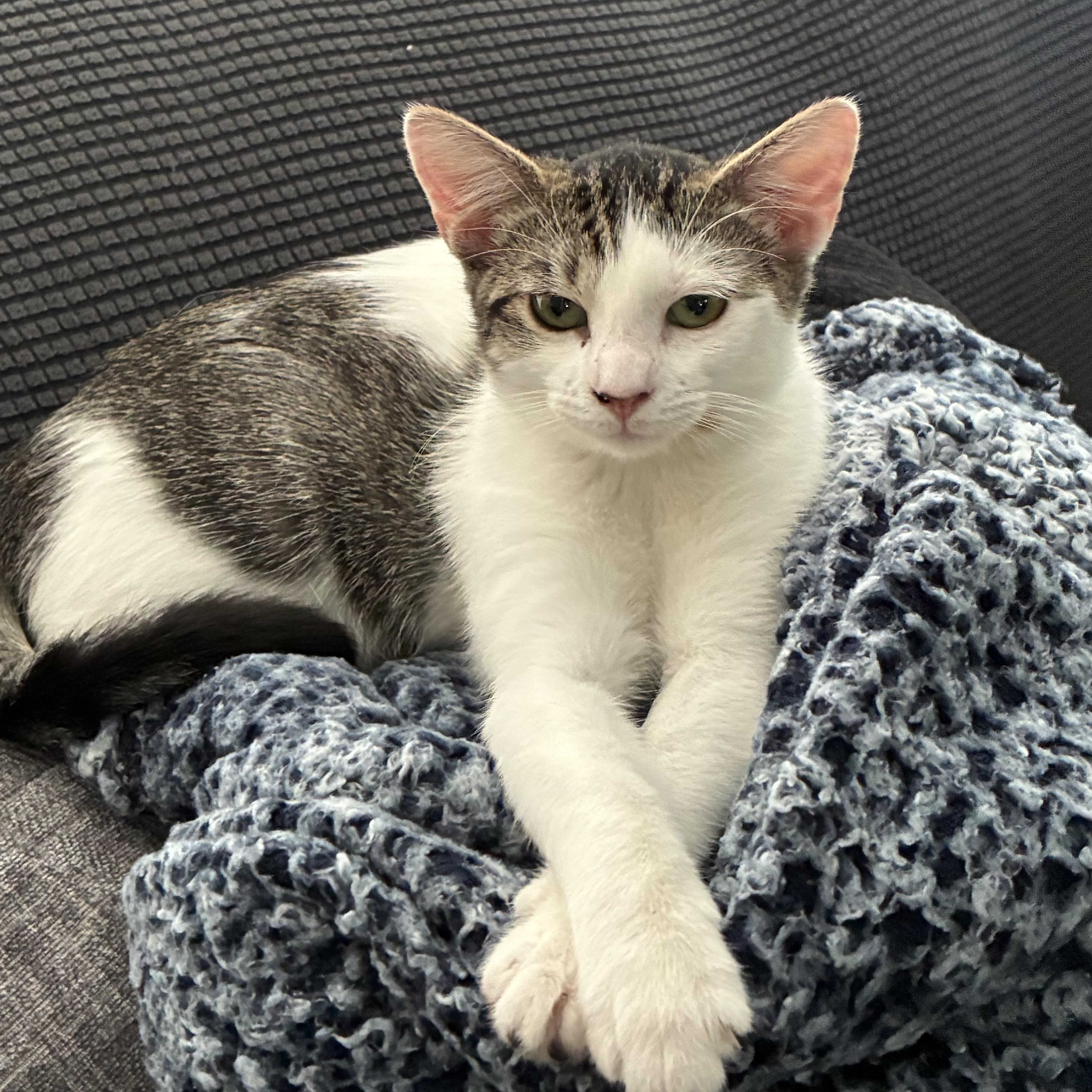 Sasha, ADOPTABLE, Kitten Female Domestic Short Hair & Tabby.