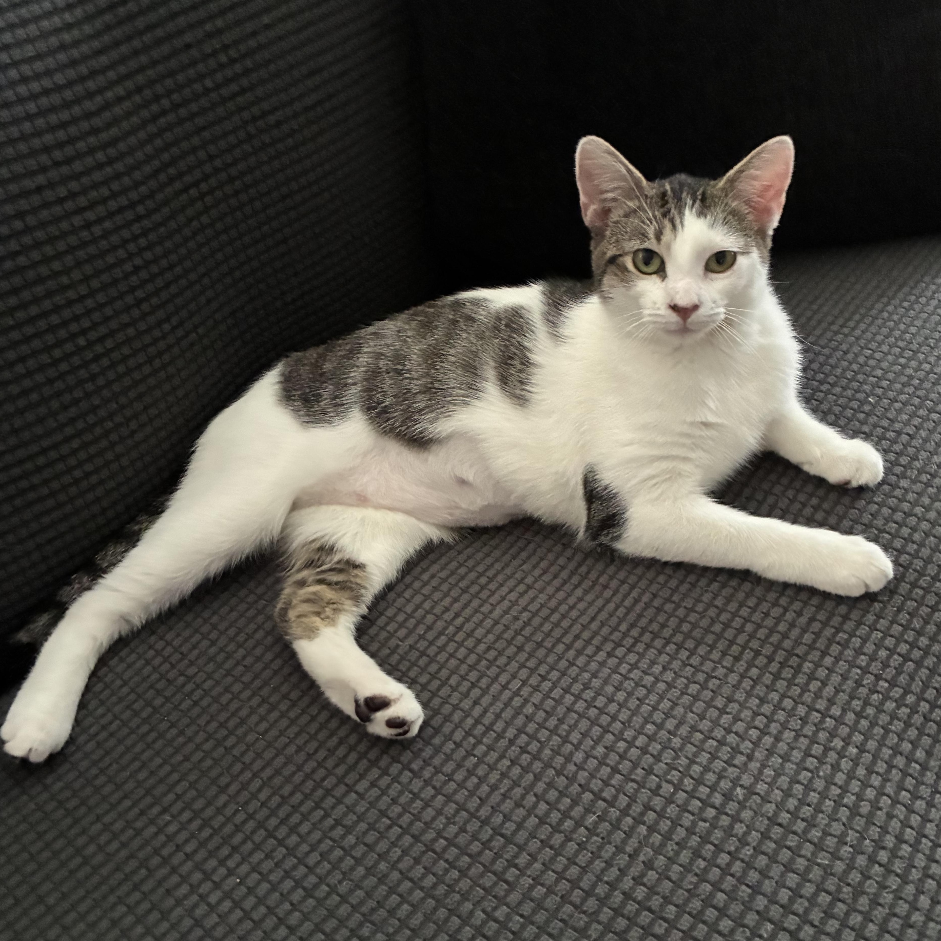 Enlarge Sasha, a ADOPTABLE mixed breed in Fort Myers, FL image 3/3