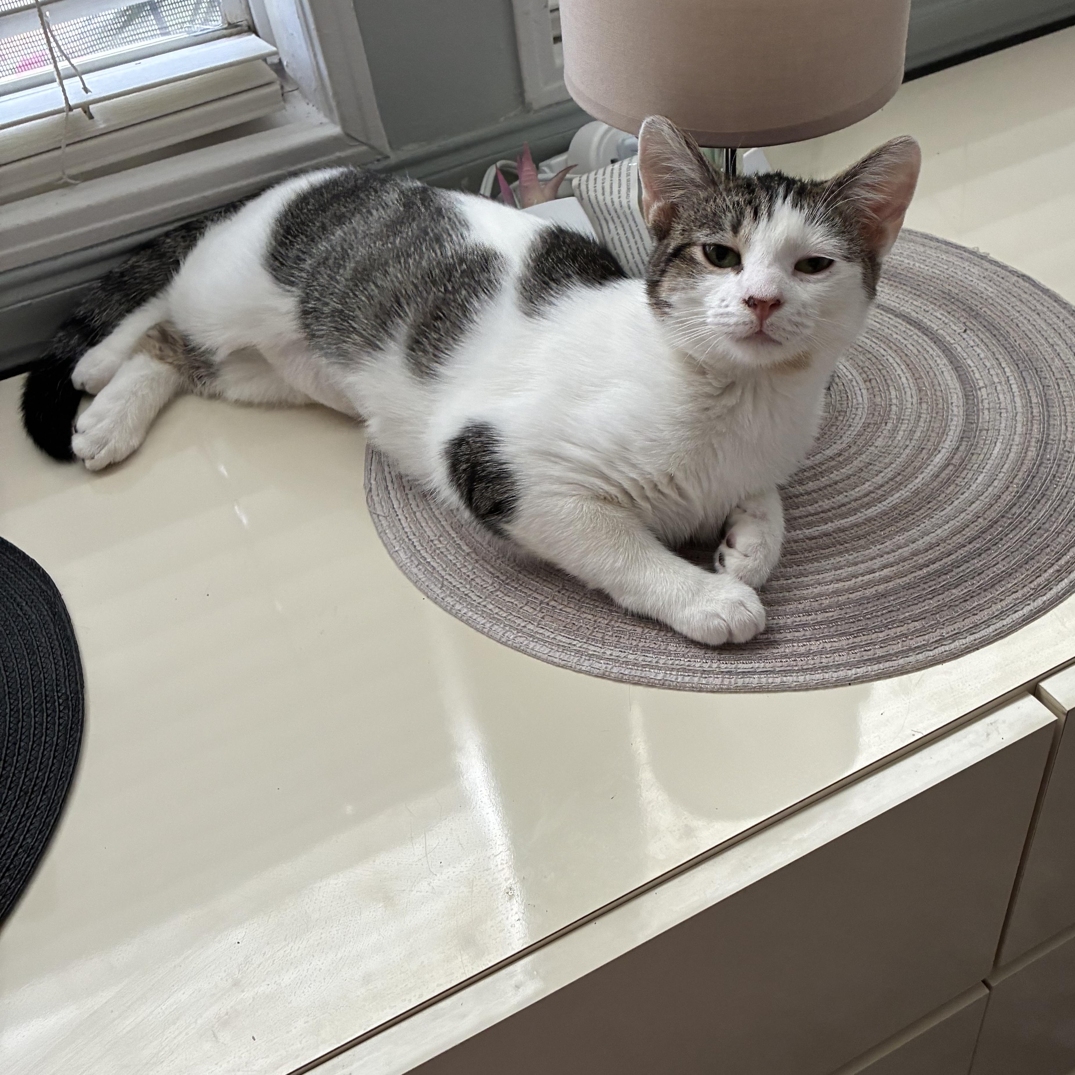 Enlarge Sasha, a ADOPTABLE mixed breed in Fort Myers, FL image 2/3