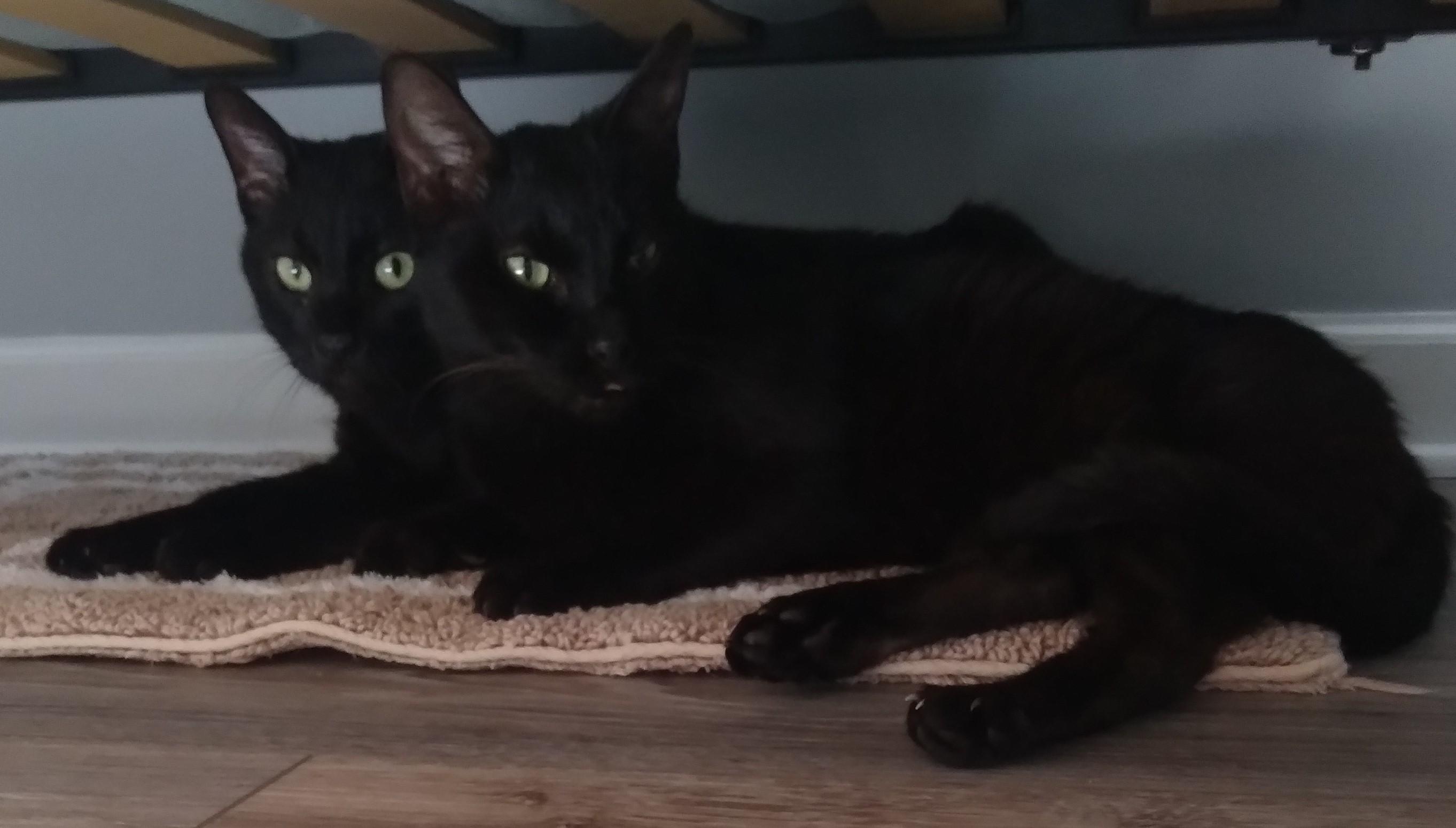 Enlarge Axel, an adoptable Domestic Short Hair in Nashville, TN image 4/6