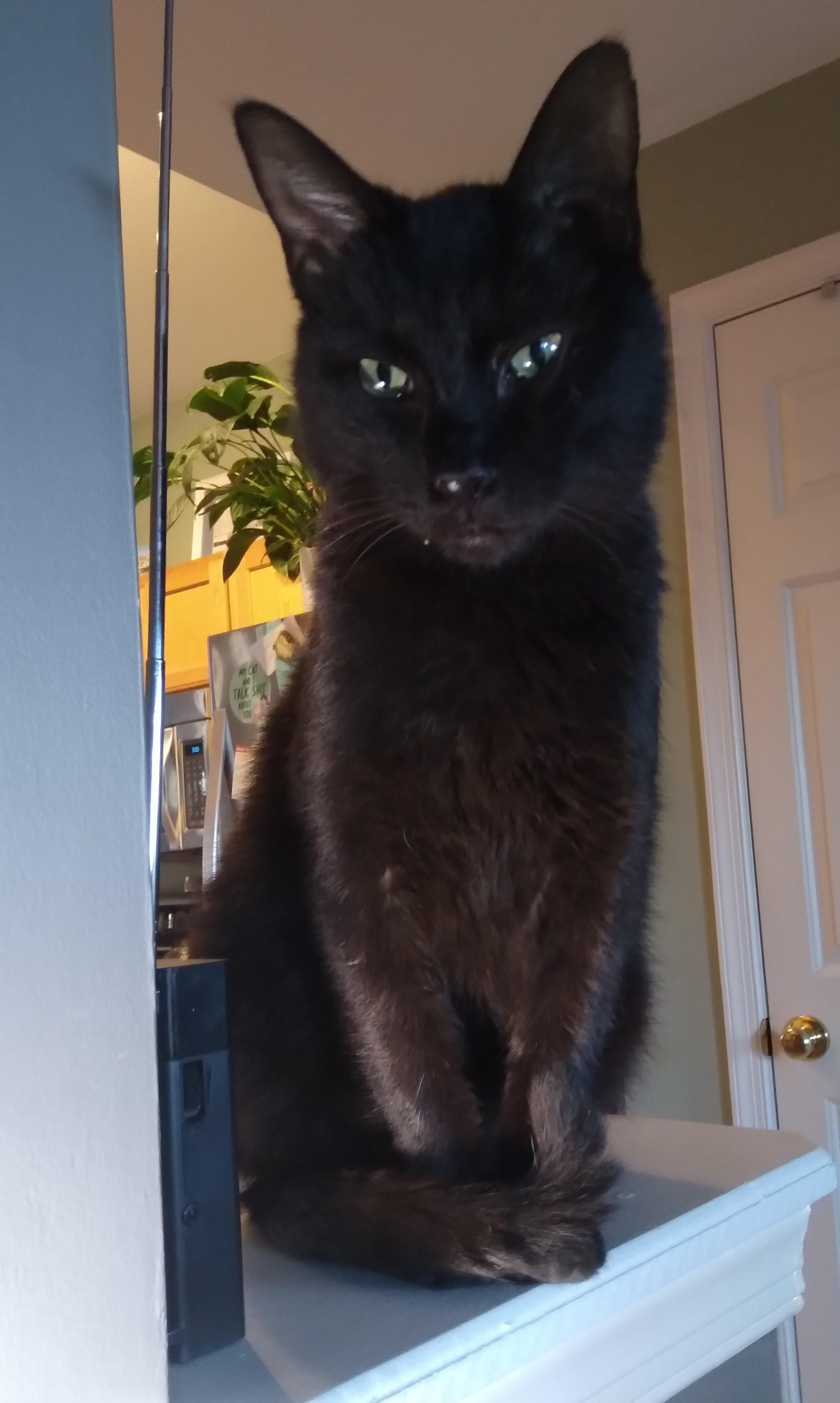 Enlarge Axel, an adoptable Domestic Short Hair in Nashville, TN image 1/6