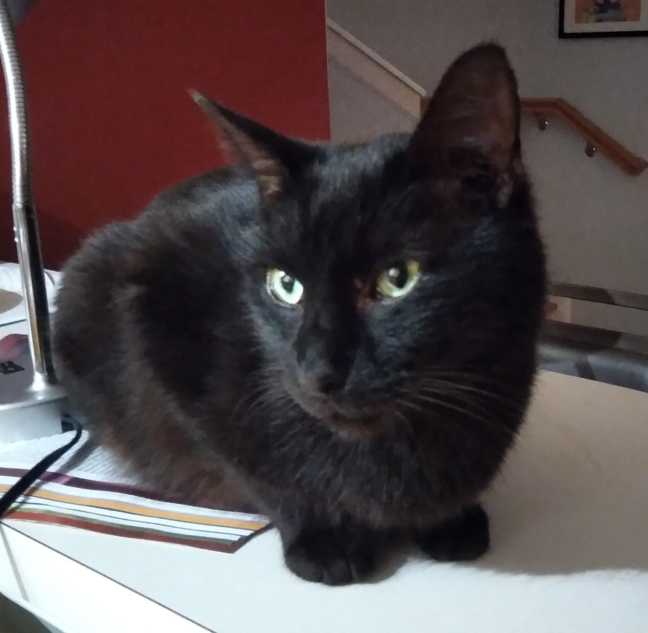 Enlarge Axel, an adoptable Domestic Short Hair in Nashville, TN image 6/6