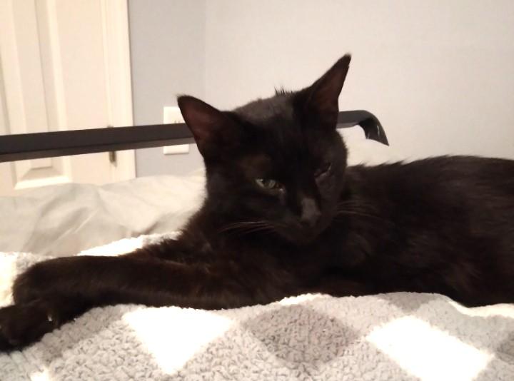 Enlarge Axel, an adoptable Domestic Short Hair in Nashville, TN image 2/6