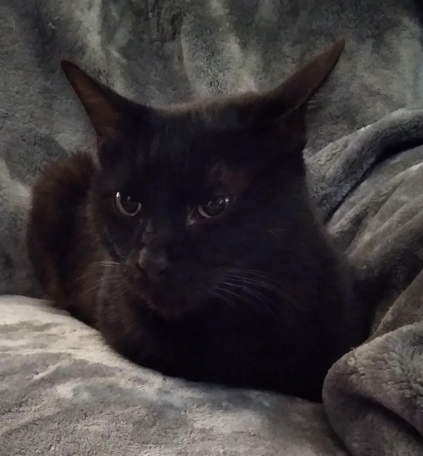 Enlarge Axel, an adoptable Domestic Short Hair in Nashville, TN image 3/6