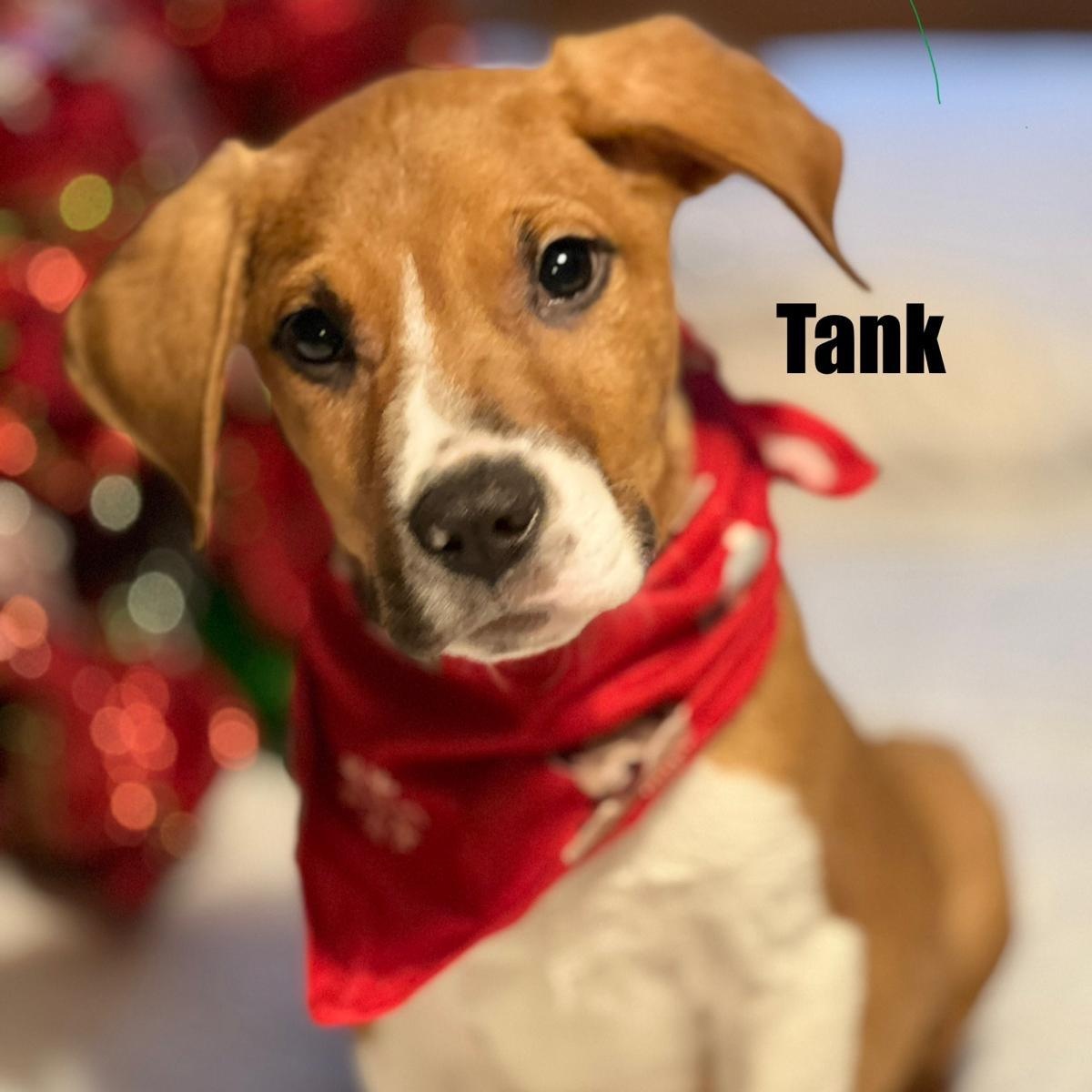 Enlarge Tank, an adopted mixed breed in Midland, MI image 1/3