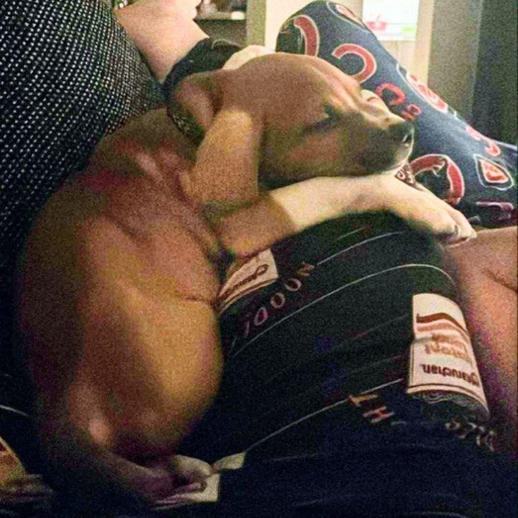 Enlarge Tank, an adopted mixed breed in Midland, MI image 3/3