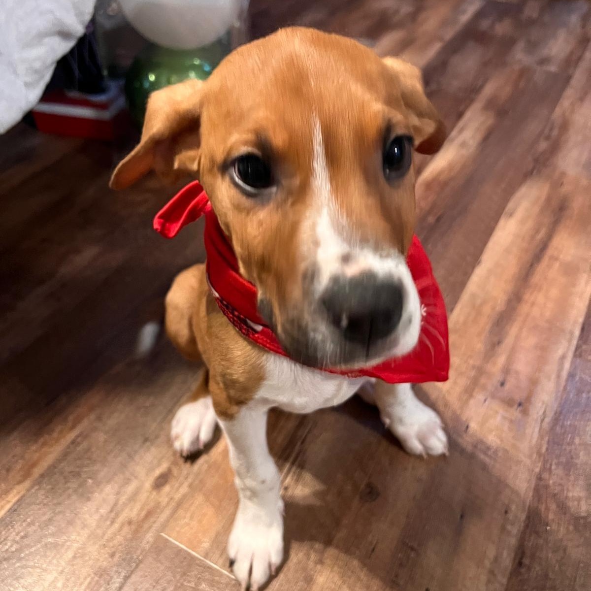 Enlarge Tank, an adopted mixed breed in Midland, MI image 2/3