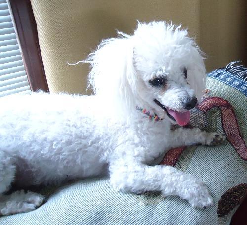 Pee Wee, Adopted, Adult Male Poodle.