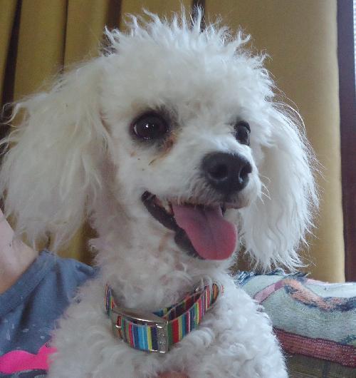Enlarge Pee Wee, a Adopted Poodle in Pacolet, SC image 2/3