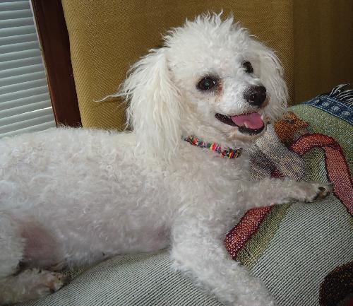 Enlarge Pee Wee, a Adopted Poodle in Pacolet, SC image 3/3