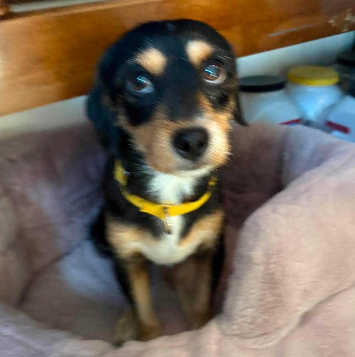Enlarge Mackey, a Adoptable mixed breed in Rochester, NY image 1/6