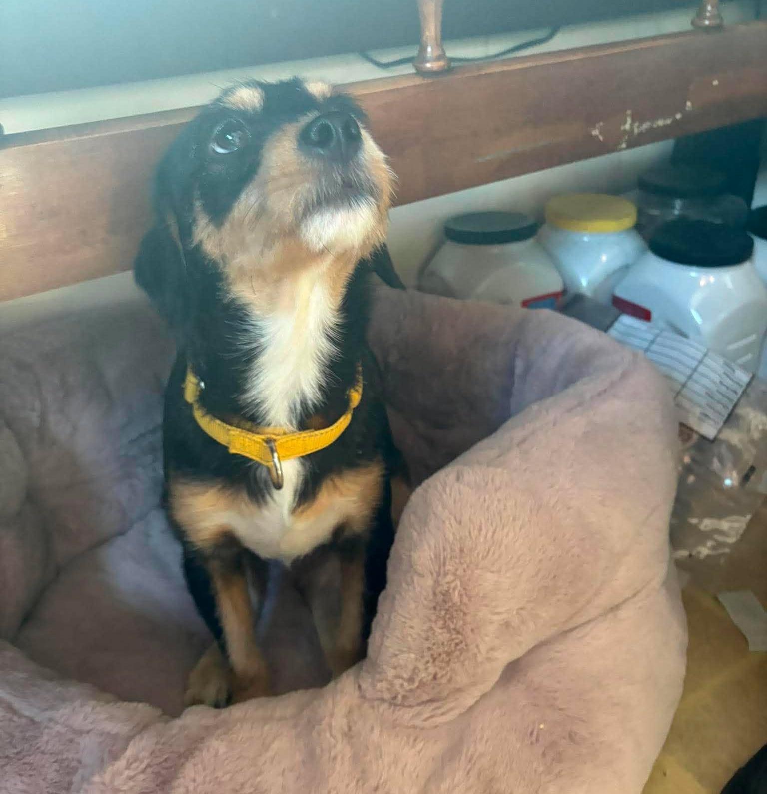 Enlarge Mackey, a Adoptable mixed breed in Rochester, NY image 2/6