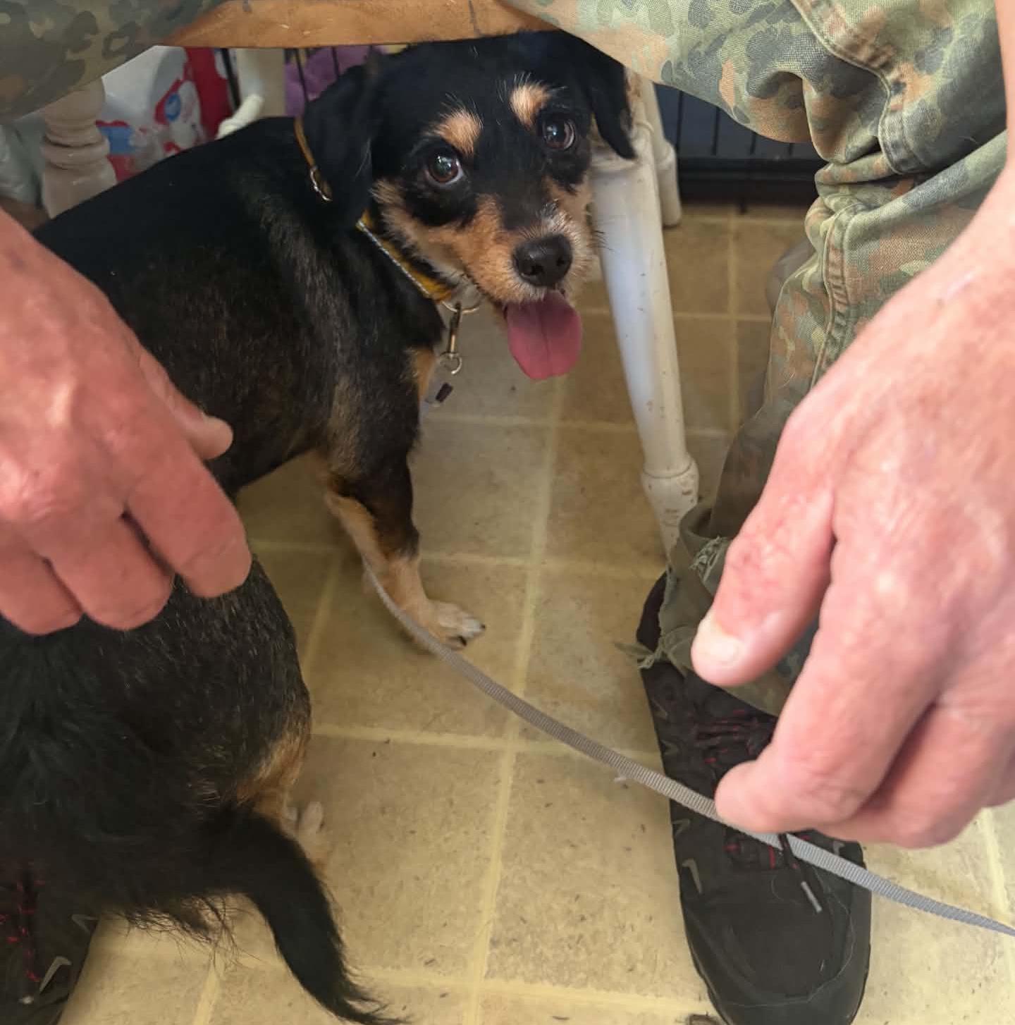 Enlarge Mackey, a Adoptable mixed breed in Rochester, NY image 3/6