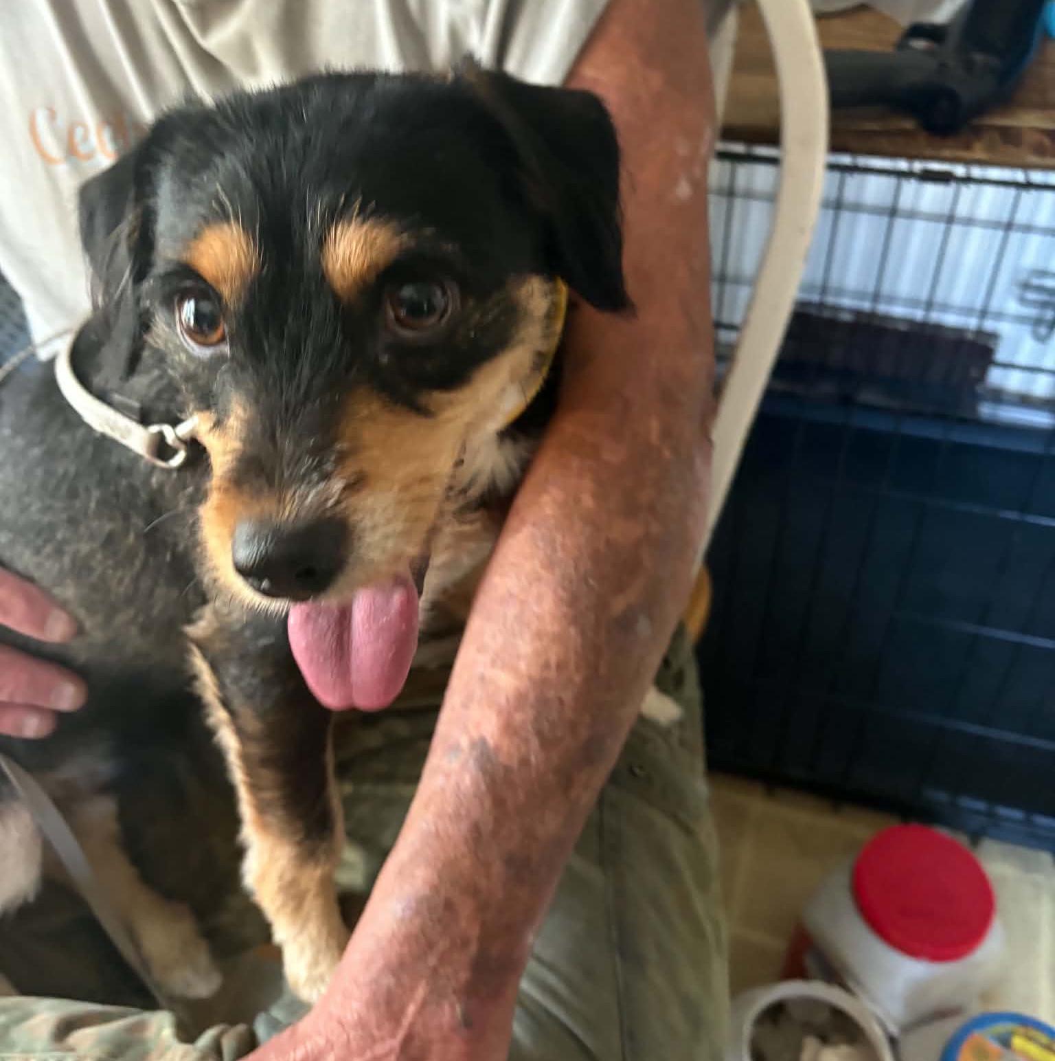 Enlarge Mackey, a Adoptable mixed breed in Rochester, NY image 4/6
