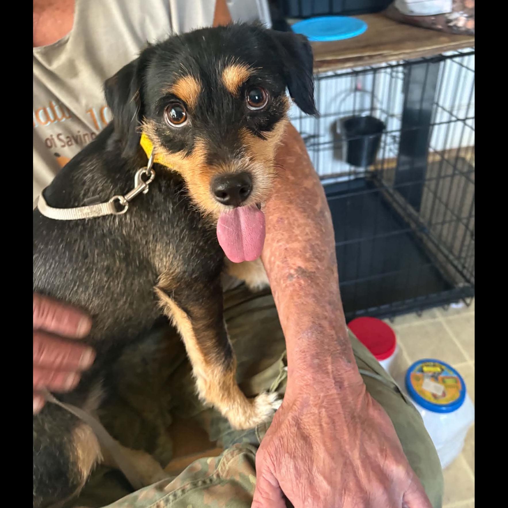 Enlarge Mackey, a Adoptable mixed breed in Rochester, NY image 5/6