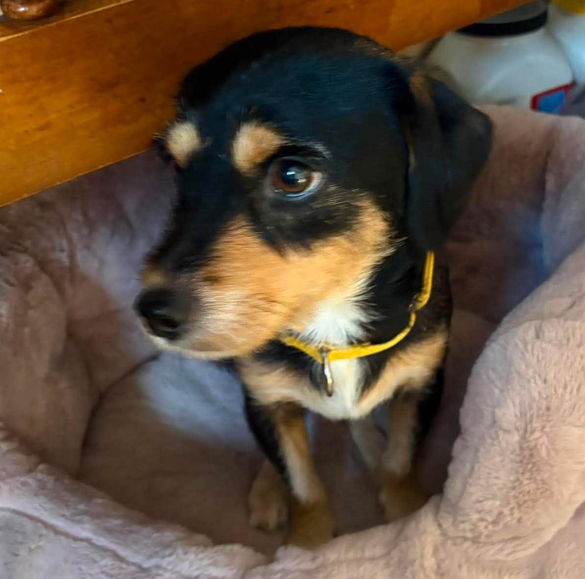 Enlarge Mackey, a Adoptable mixed breed in Rochester, NY image 6/6