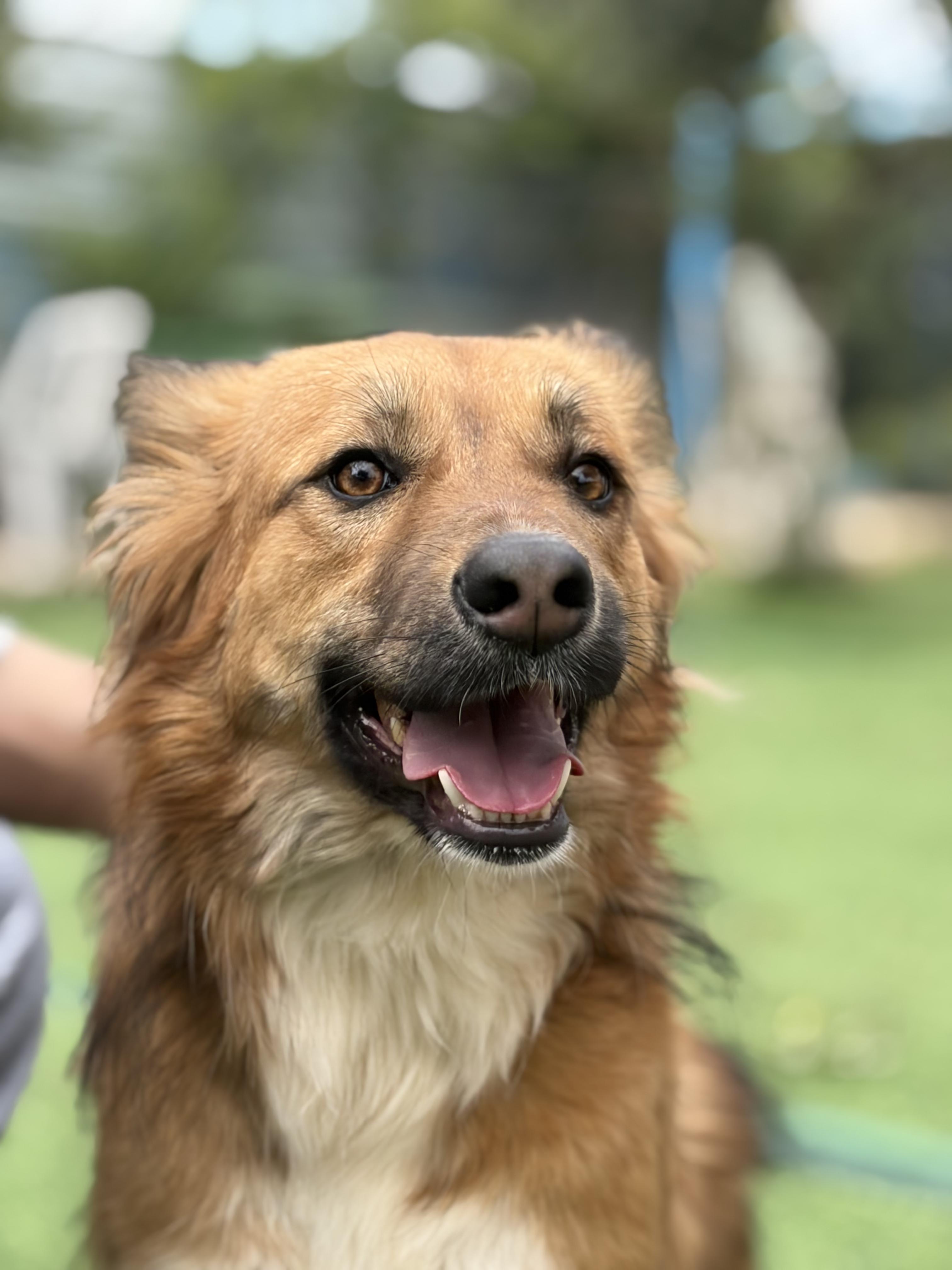 Hiba, the Special Gift, Adoptable, Adult Female Canaan Dog.