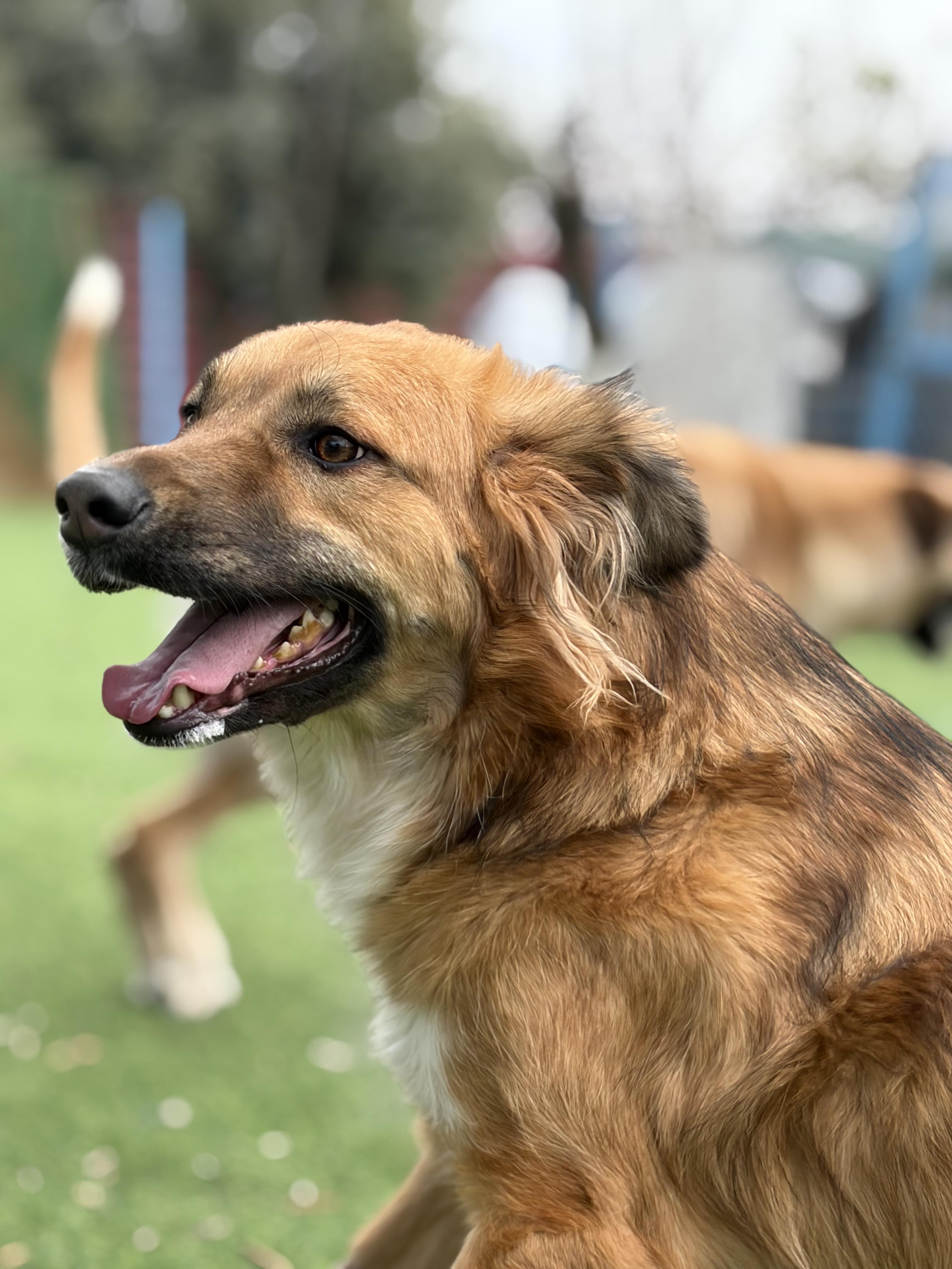 Enlarge Hiba, the Special Gift, a Adoptable mixed breed in Somerset, NJ image 3/6