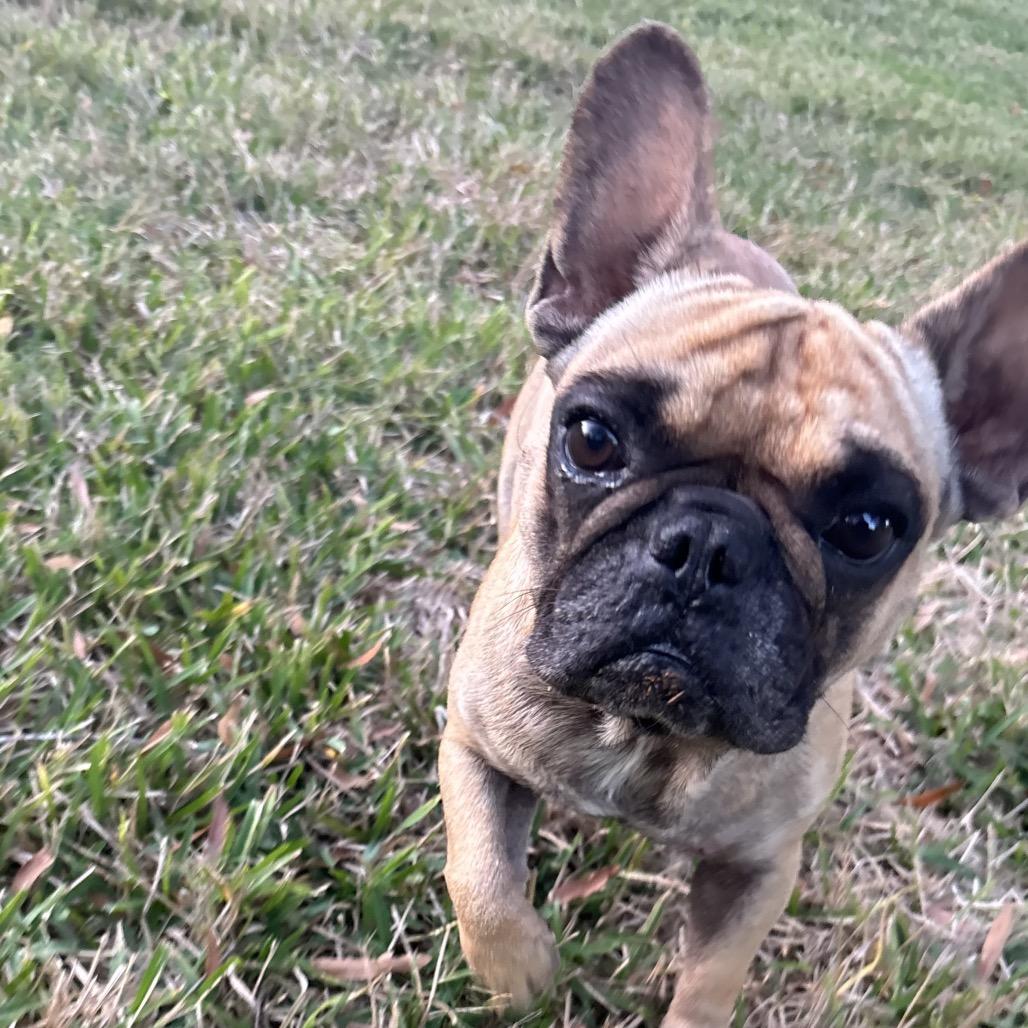Russ, a Adoptable French Bulldog in Montgomery, TX image 1/2