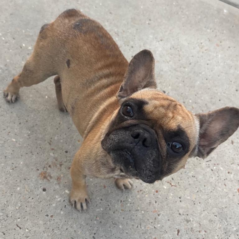 Russ, a Adoptable French Bulldog in Montgomery, TX image 2/2