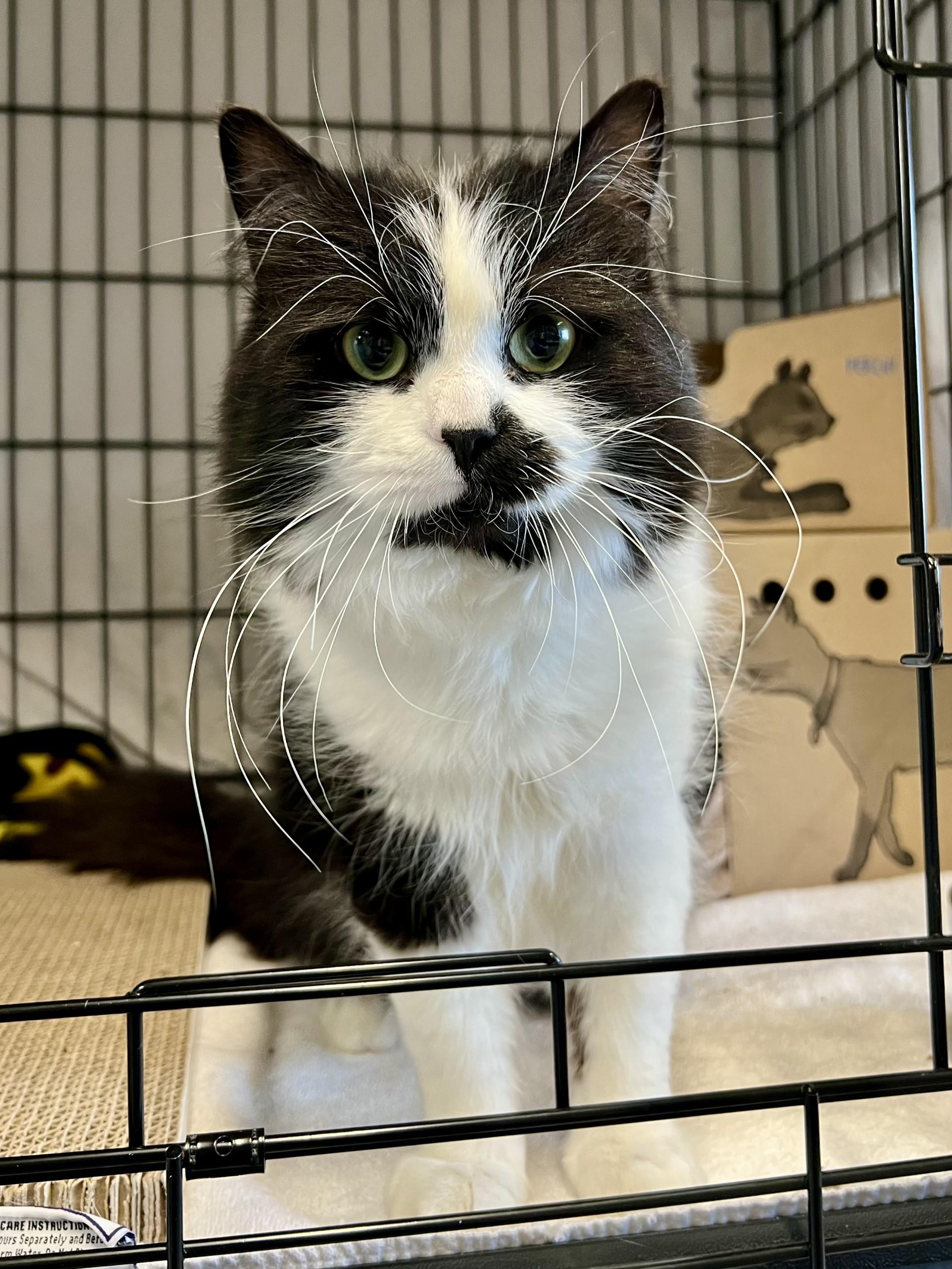 Panda, a ADOPTABLE Domestic Long Hair in Delta, BC image 2/2