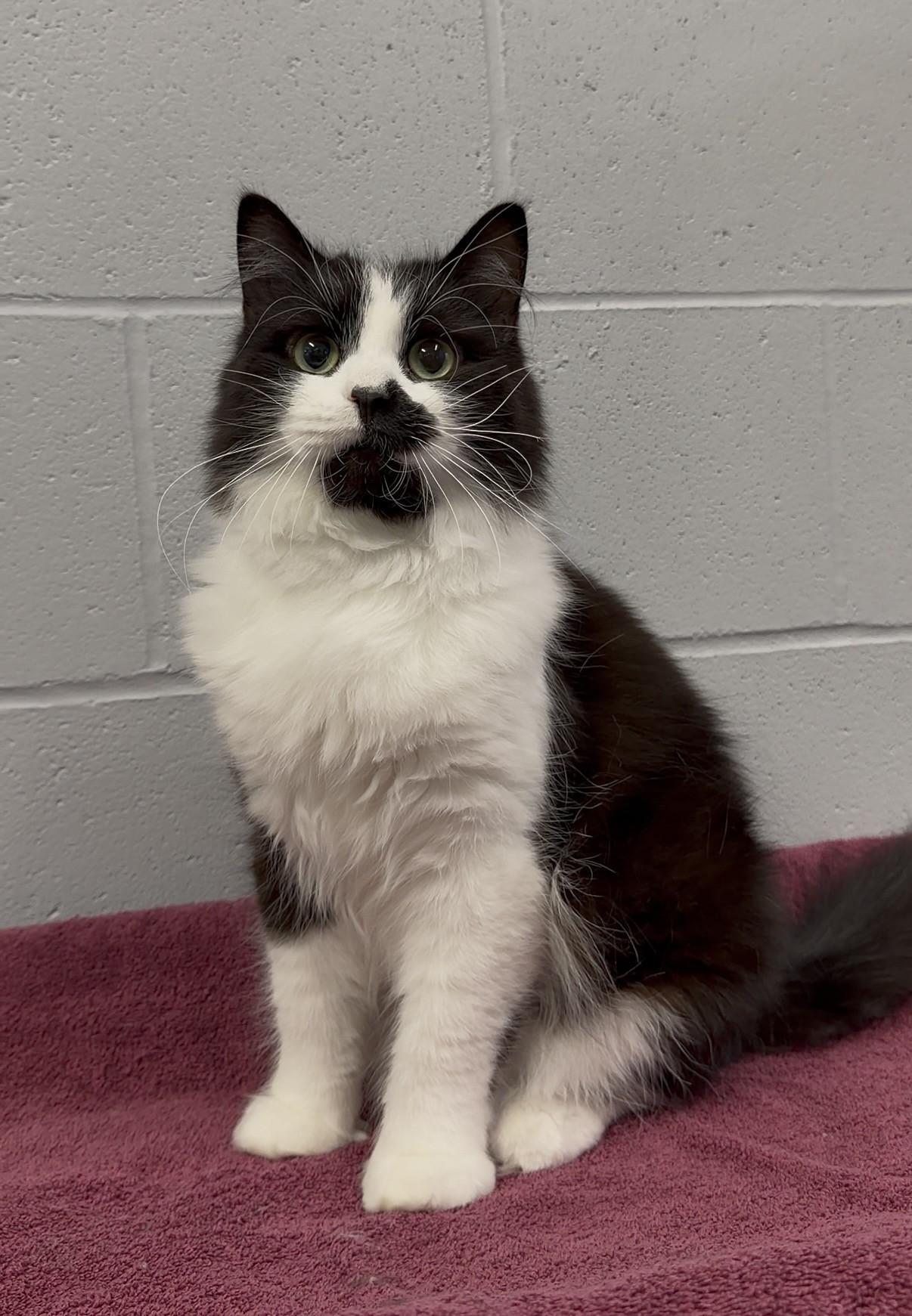 Panda, a ADOPTABLE Domestic Long Hair in Delta, BC image 1/2