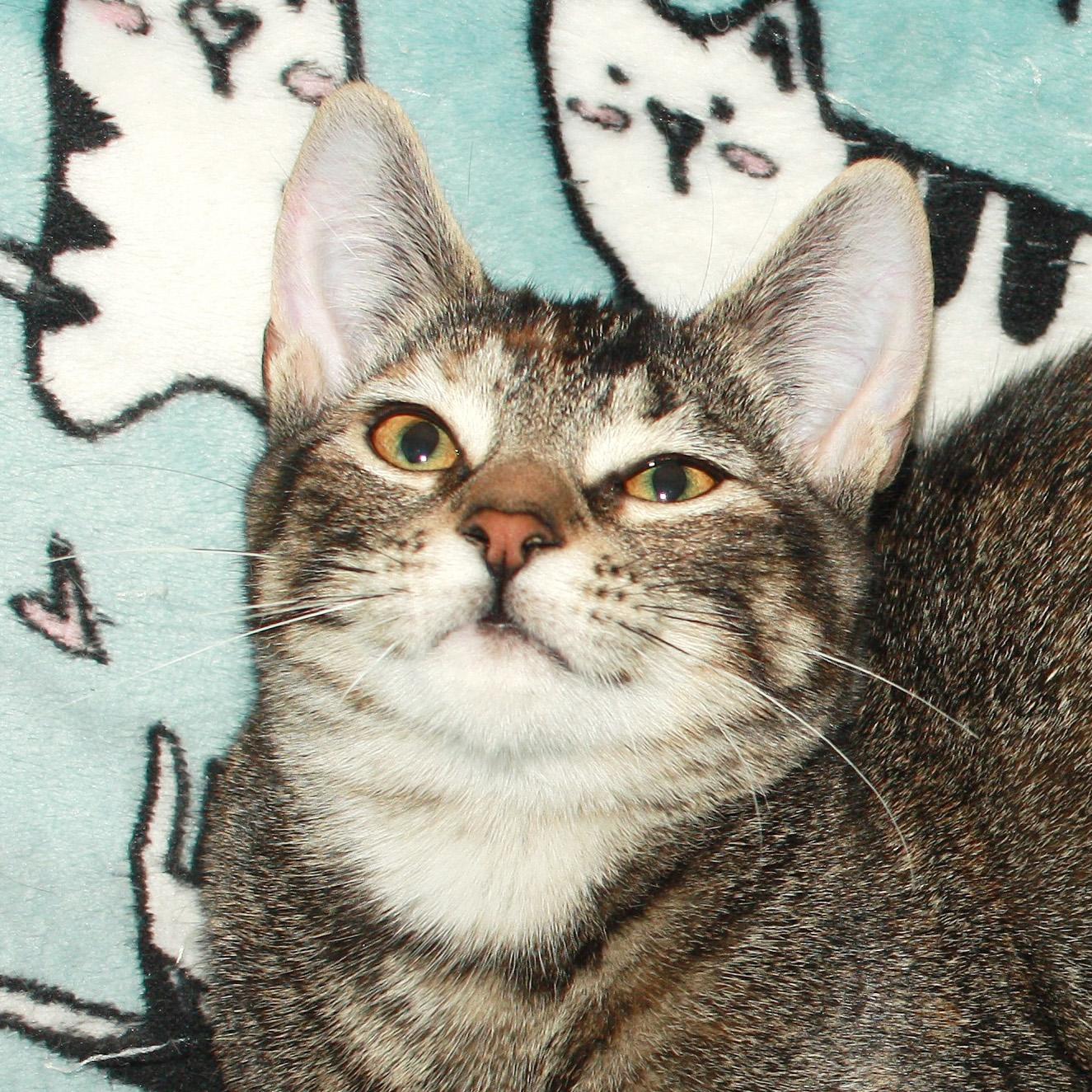 Stephanie, an adopted Domestic Short Hair in Fair Haven, VT image 1/4