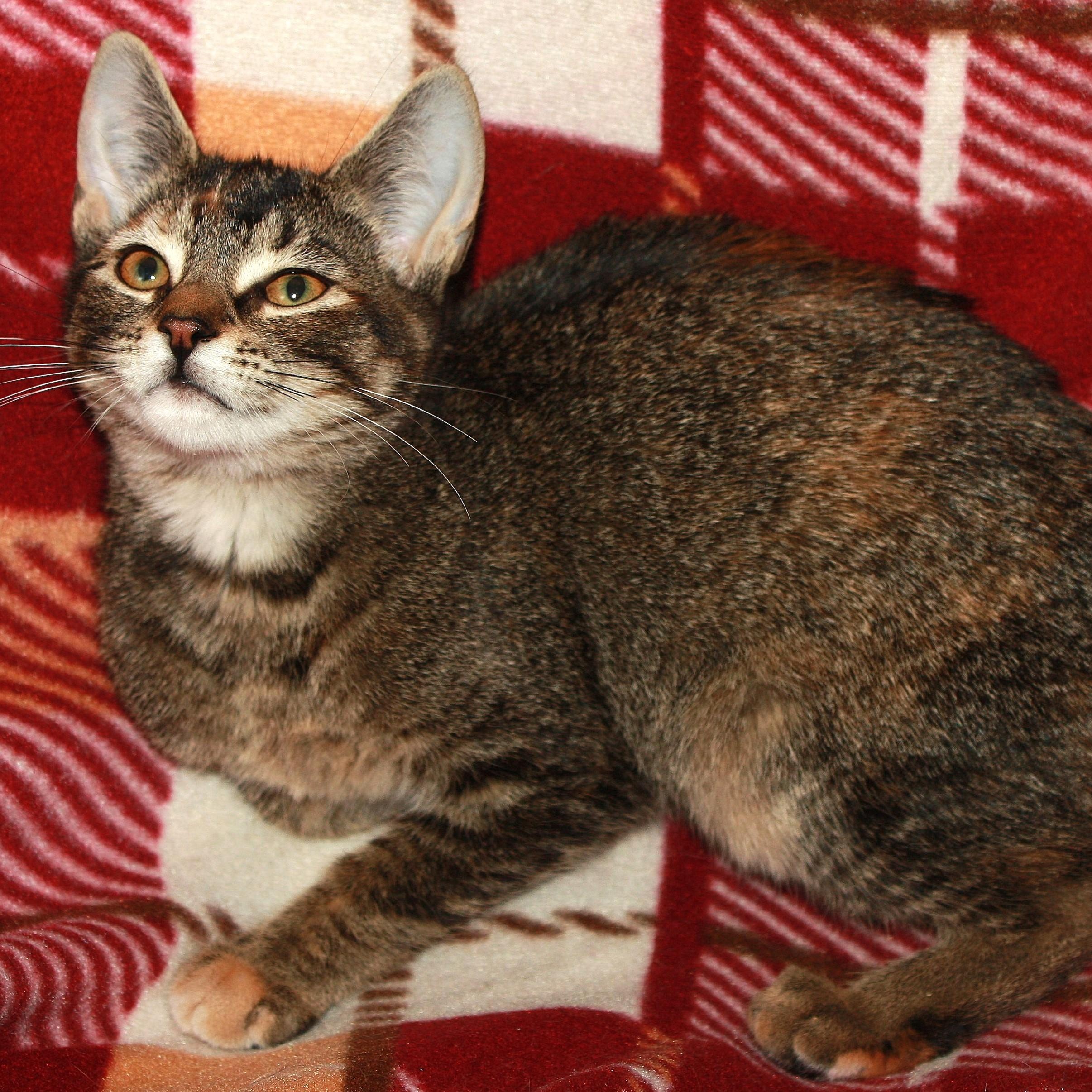 Stephanie, an adopted Domestic Short Hair in Fair Haven, VT image 3/4