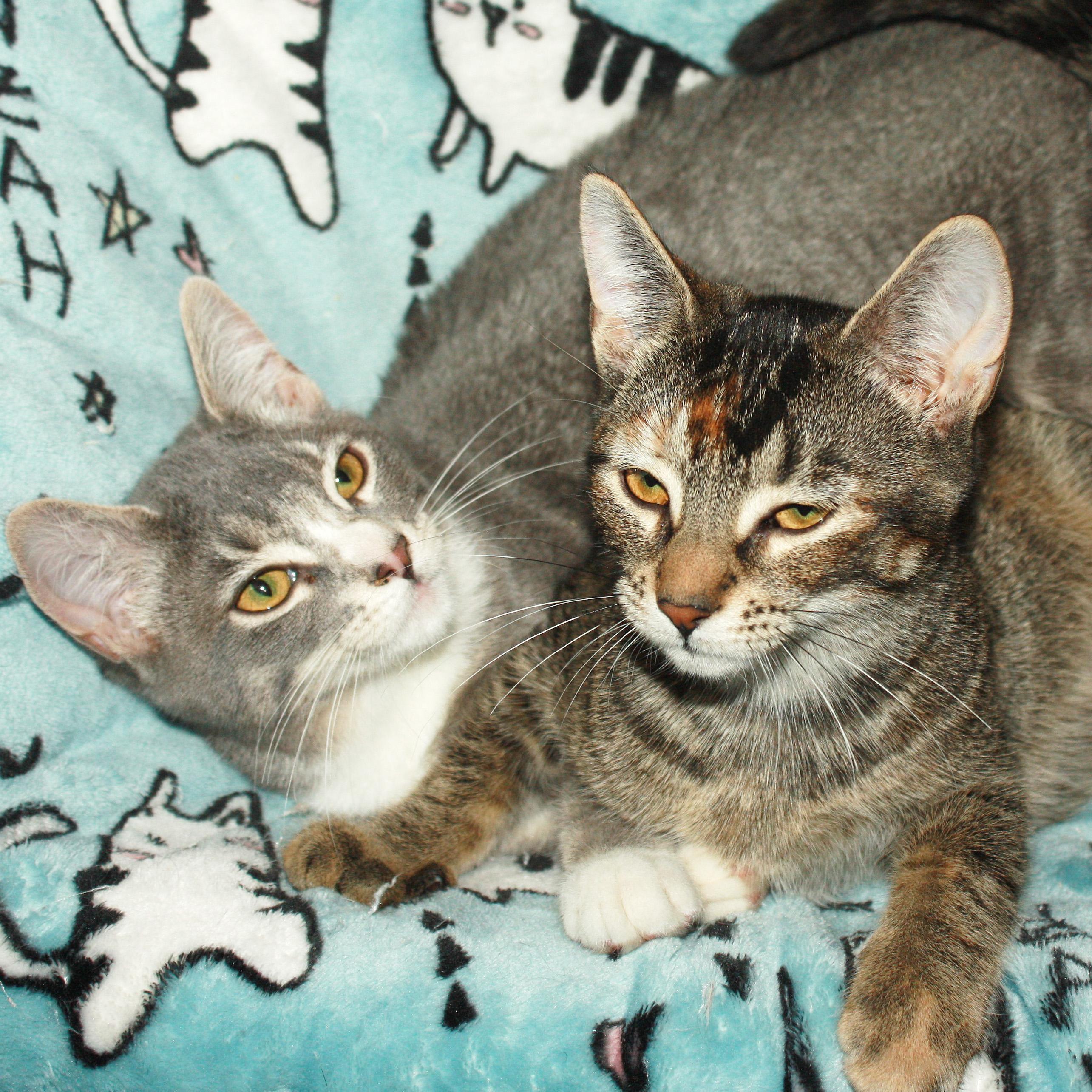 Stephanie, an adopted Domestic Short Hair in Fair Haven, VT image 4/4