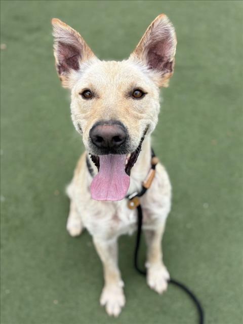 PANCHO, Adoptable, Adult Male German Shepherd Dog.