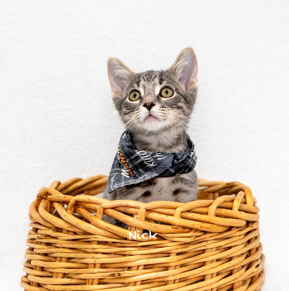 Enlarge Nick, a Adoptable mixed breed in Hot Springs Village, AR image 1/2