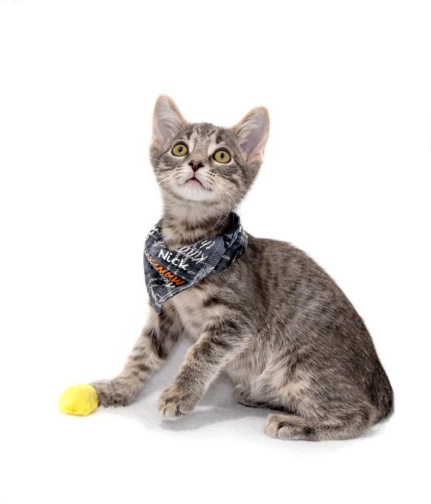 Enlarge Nick, a Adoptable mixed breed in Hot Springs Village, AR image 2/2