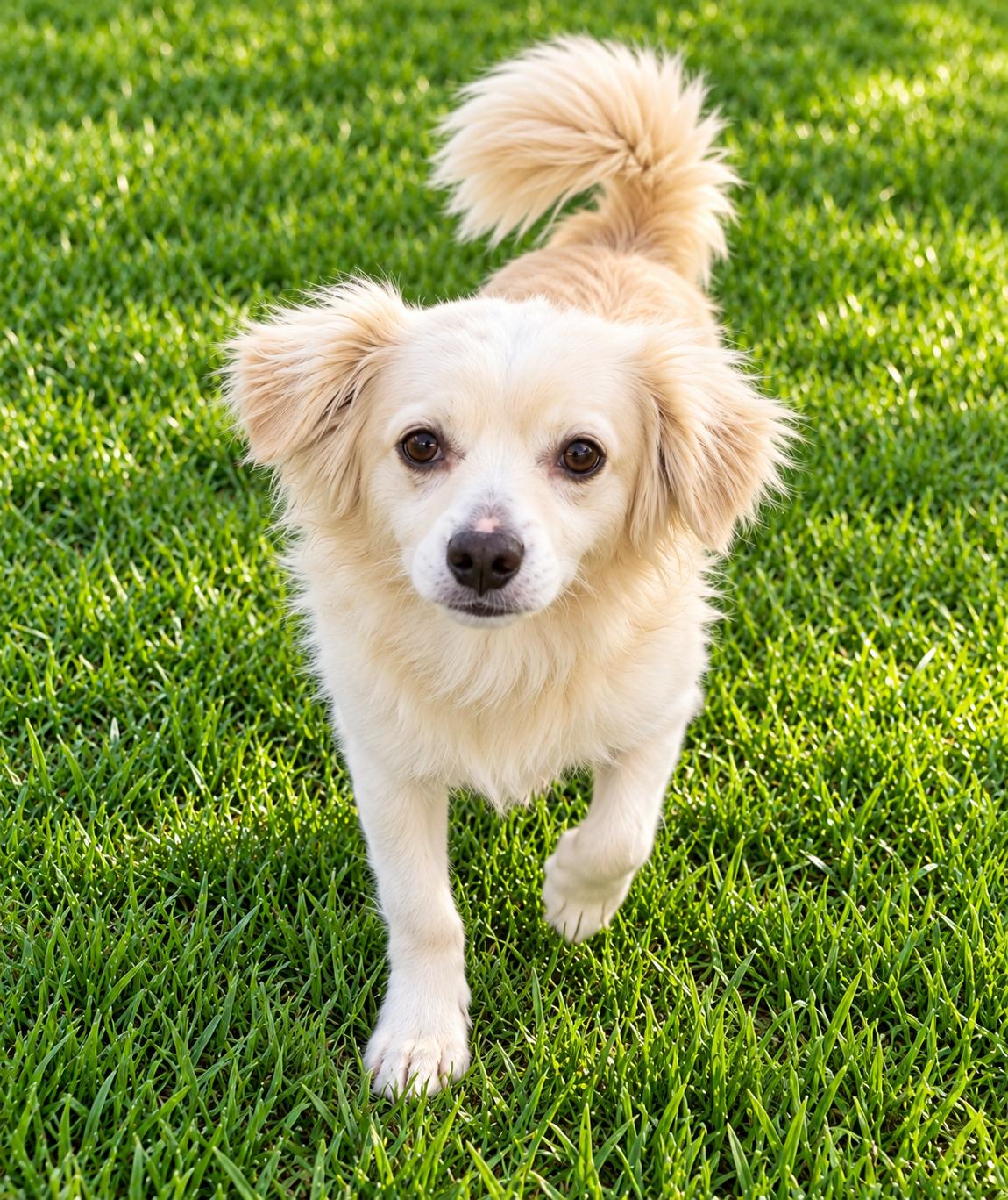 Colby, Adoptable, Puppy Male Spaniel.