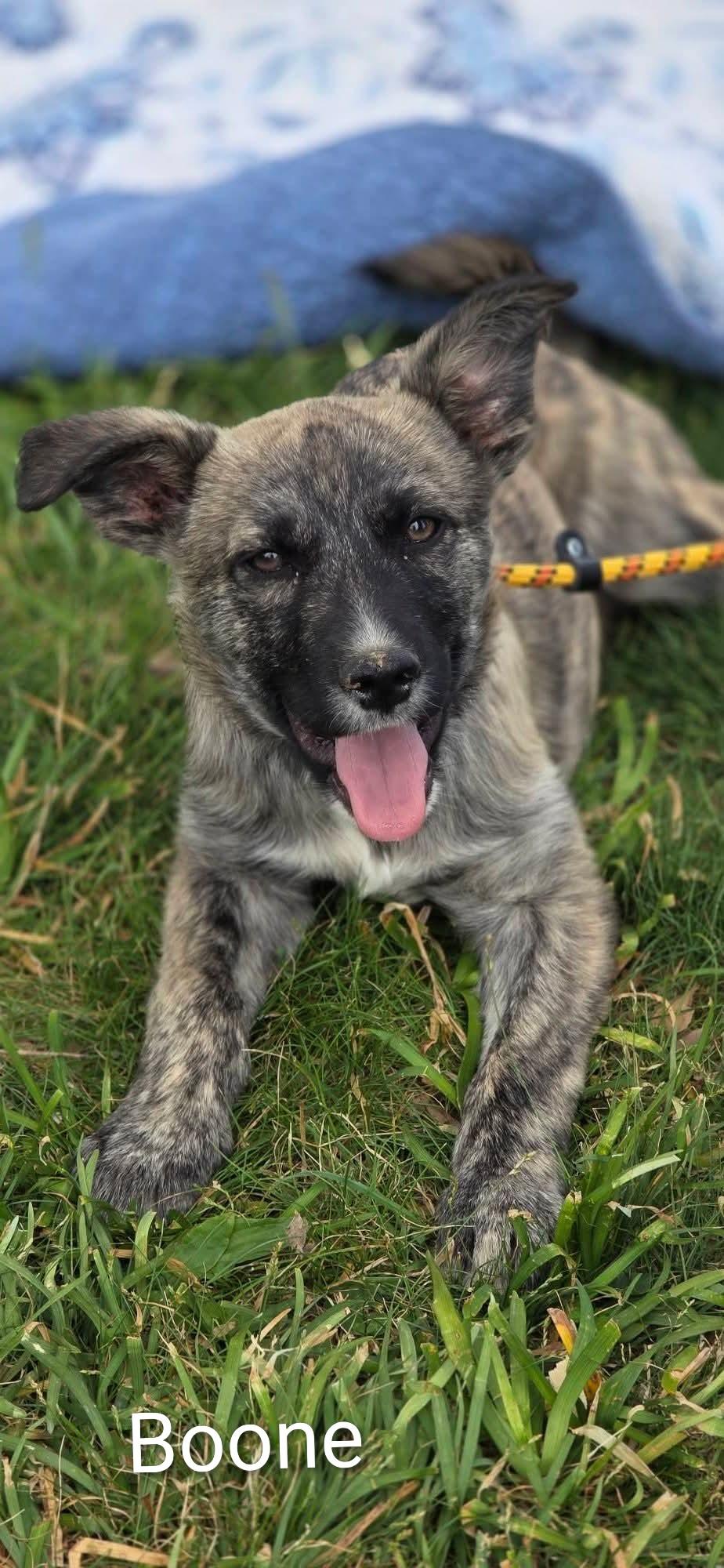 Enlarge Boone, a ADOPTABLE mixed breed in Spring hill, TN image 2/5