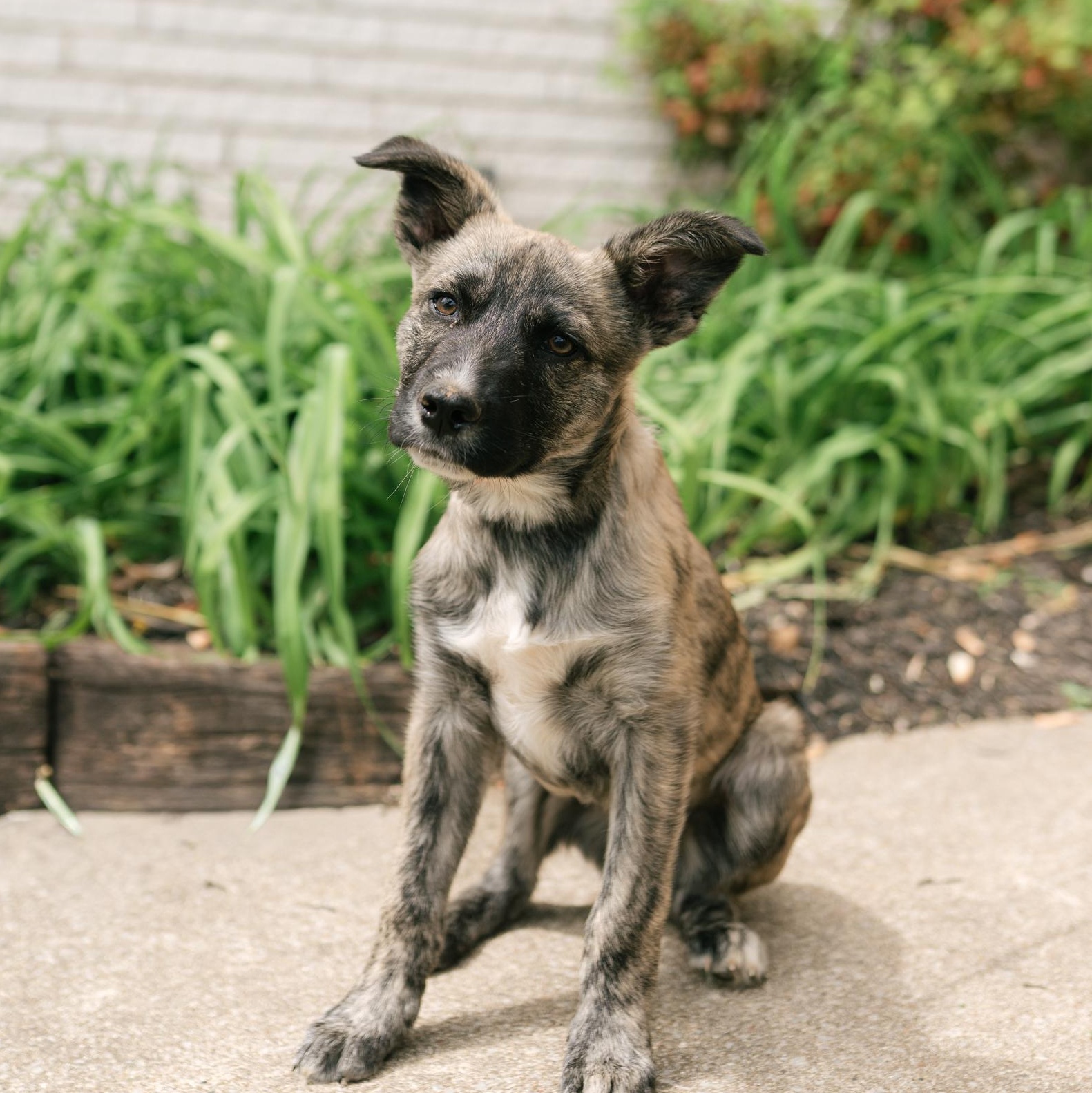 Enlarge Boone, a ADOPTABLE mixed breed in Spring hill, TN image 1/5